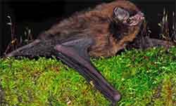 длиннокрыл восточный (Miniopterus fuliginosus)