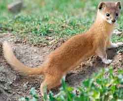 солонгой (Mustela altaica)