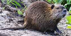 нутрия (Myocastor coypus)