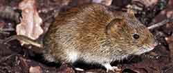 полёвка шикотанская (Myodes sikotanensis)