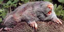 цокор маньчжурский (Myospalax psilurus)