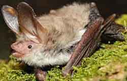 ночница длинноухая (Myotis bechsteinii)