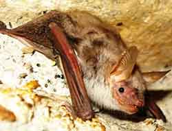 ночница остроухая (Myotis blythii)