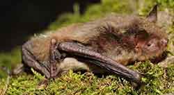 ночница трёхцветная (Myotis emarginatus)