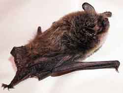 ночница Иконникова (Myotis ikonnikovi)