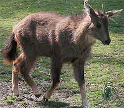 горал (Naemorhaedus caudatus)