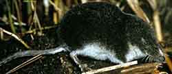 кутора малая (Neomys anomalus)