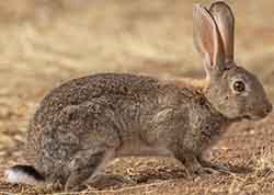 Кролик дикий (европейский) (Oryctolagus cuniculus)