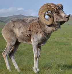 баран горный алтайский (Ovis ammon)