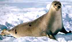 тюлень гренландский (Pagophilus groenlandicus)