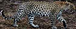 леопард переднеазиатский (Panthera pardus ciscaucasica)