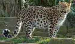 леопард дальневосточный (Panthera pardus orientalis)