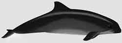 морская свинья черноморская (Phocoena relicta)