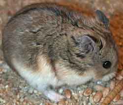 хомячок Кэмпбелла (Phodopus campbelli)