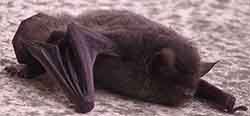 нетопырь восточный (Pipistrellus abramus)