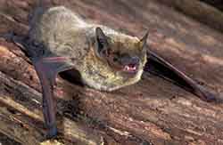 нетопырь средиземноморский (Pipistrellus kuhlii)