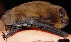 нетопырь карлик (Pipistrellus pipistrellus)