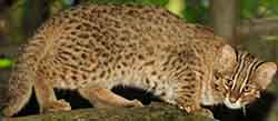 кот лесной амурский (Prionailurus bengalensis euptilurus)
