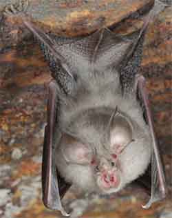 подковонос малый (Rhinolophus hipposideros)