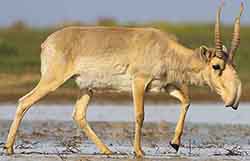 сайга (Saiga tatarica)