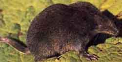 бурозубка темнолапая (Sorex daphaenodon)