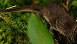 бурозубка тонконосая (Sorex gracillimus)