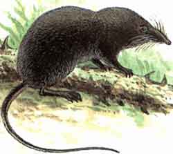 бурозубка гигантская (Sorex mirabilis)