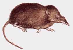 бурозубка Радде (Sorex raddei)