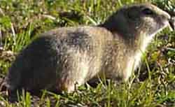 суслик даурский (Spermophilus dauricus)