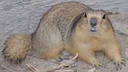 суслик жёлтый (Spermophilus fulvus)