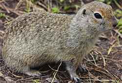 суслик горный кавказский (Spermophilus musicus)