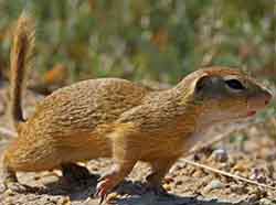 суслик малый (Spermophilus pygmaeus)