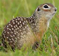 суслик крапчатый (Spermophilus suslicus)