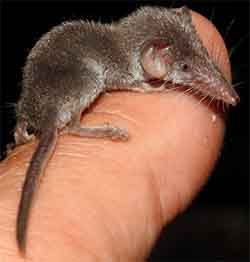 многозубка карликовая (Suncus etruscus)
