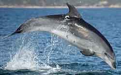 дельфин афалина (Tursiops truncatus)
