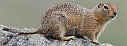 суслик американский (Urocitellus parryii)