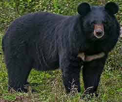 медведь гималайский (Ursus thibetanus)