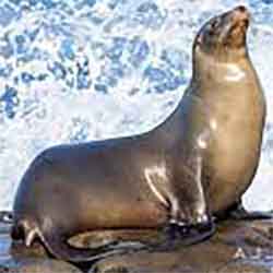 морской лев калифорнийский (Zalophus californianus)