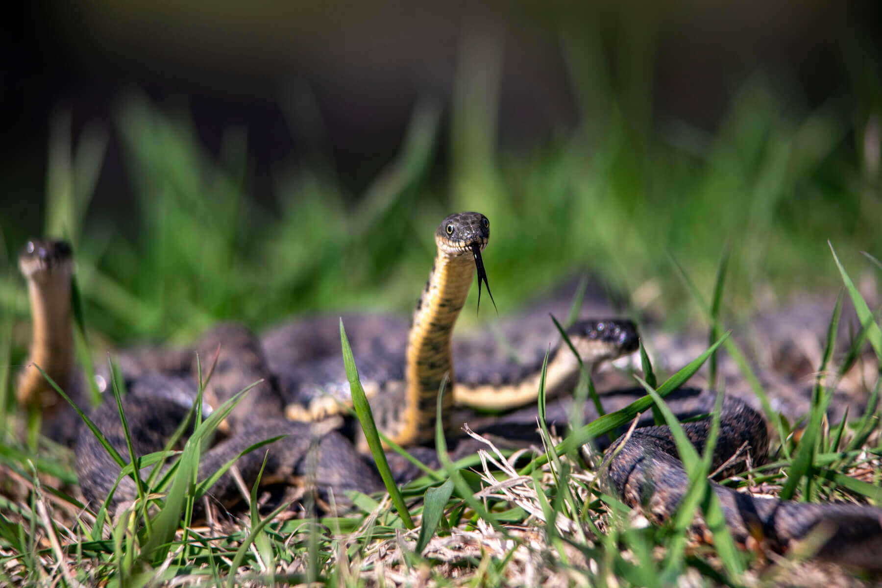 Водяные ужи размножаются