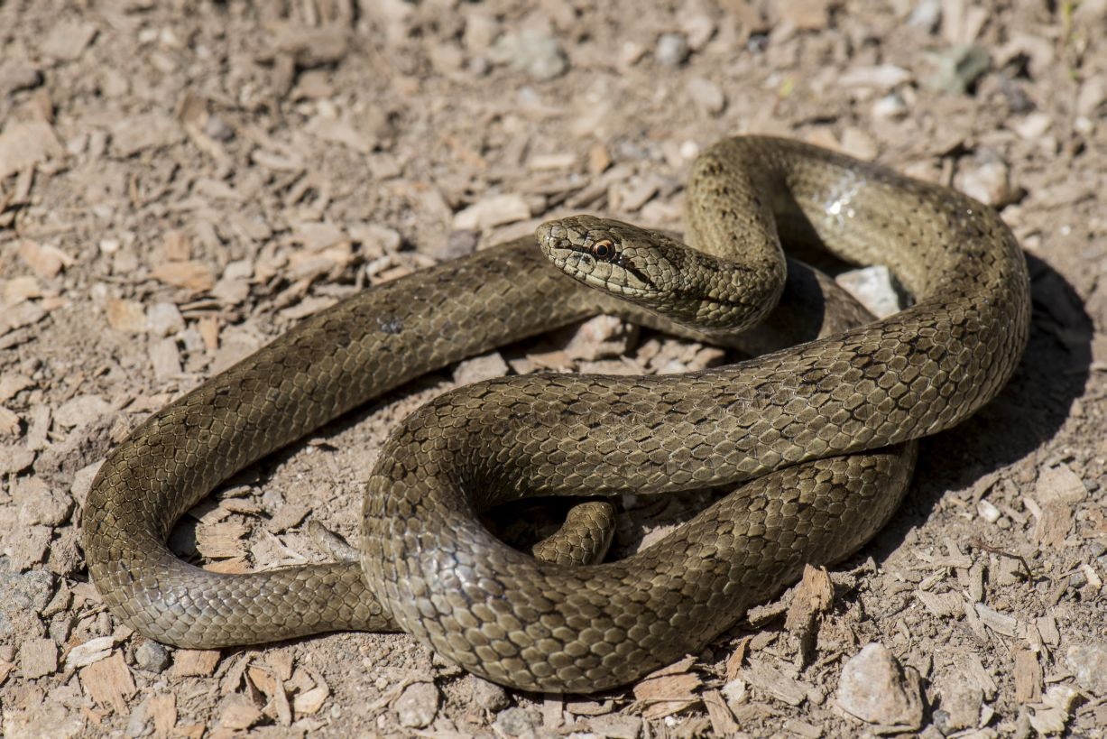 Медянка на камнях