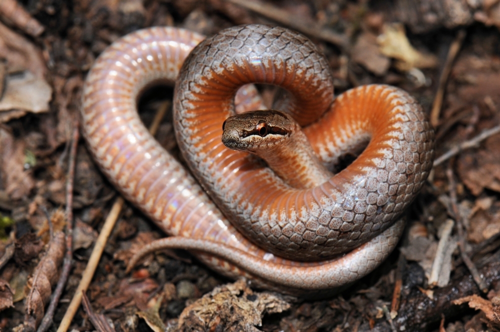 Медянка обыкновенная