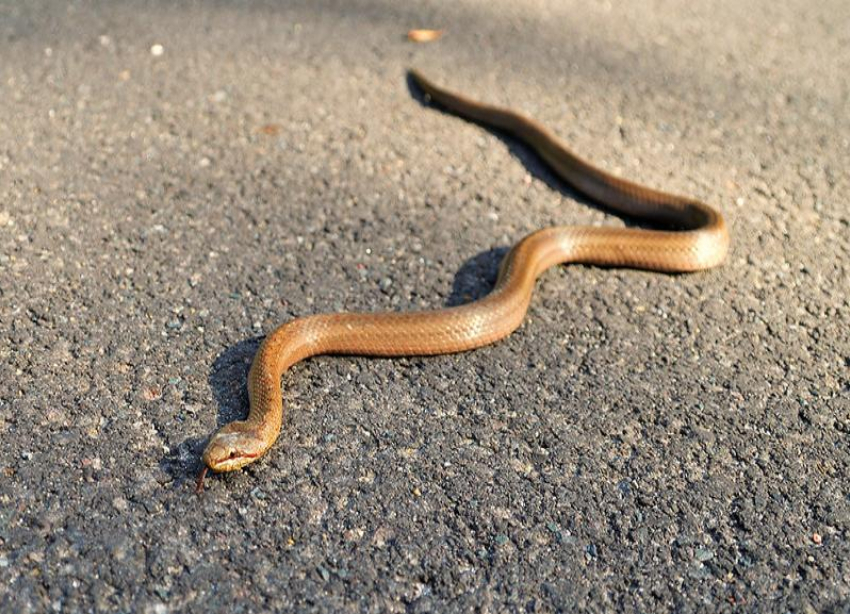 На рассвете медянка отливает жёлтым металлом