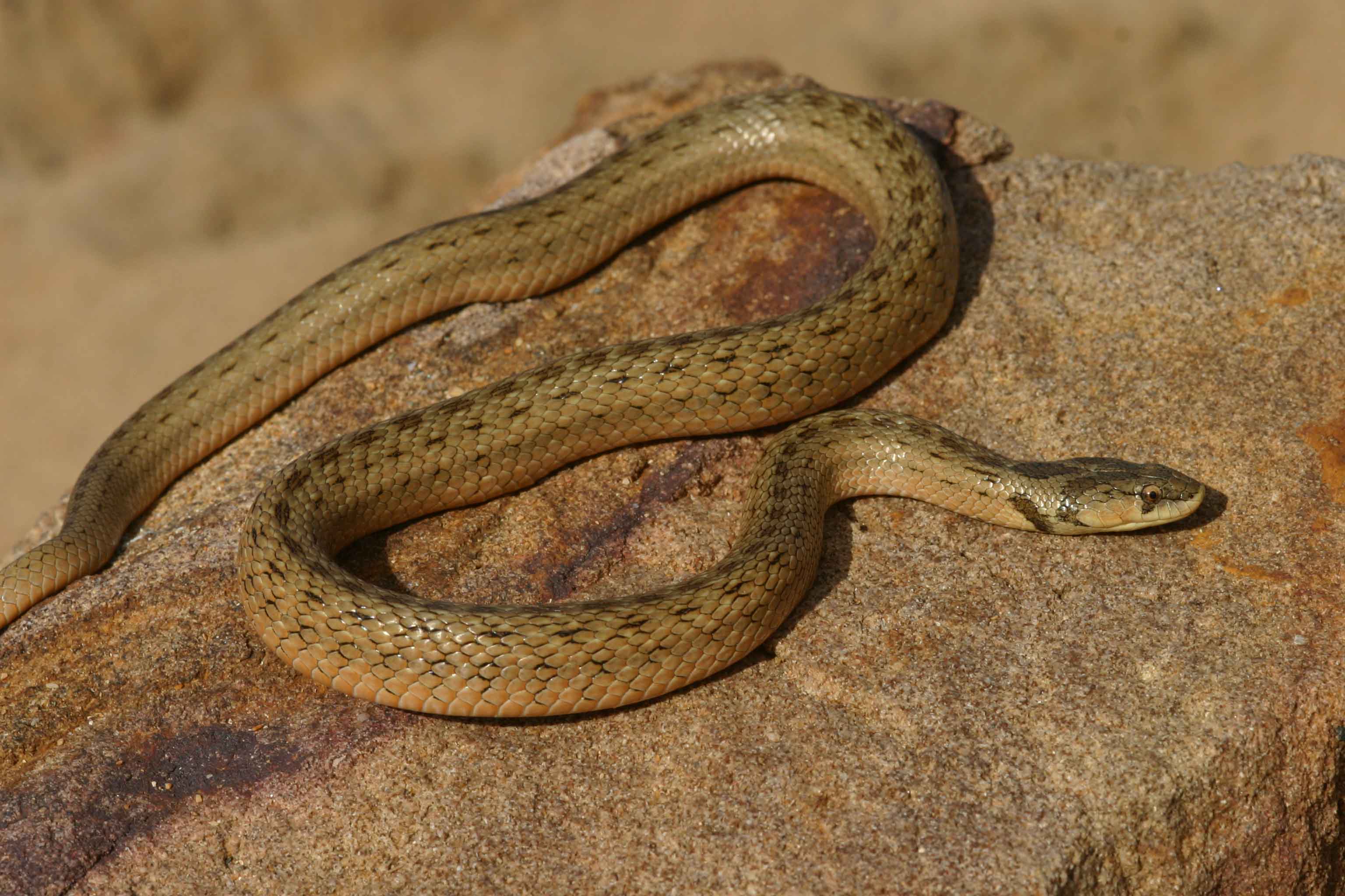 Обыкновенная медянка в песке