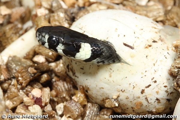 Ужонок выбирается из яйца