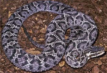 щитомордник уссурийский (gloydius ussuriensis)
